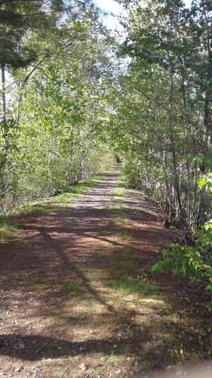 Woods path by Michael Hill