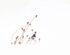 Snow Drift by Anita Bhala