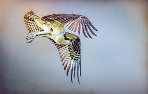 Attacking by Anita Bhala (2025)