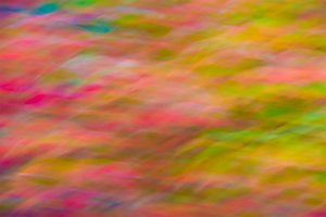Fall Leaves  by David Sussan (2016)