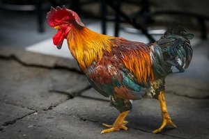 Dragon Rooster  by David Sussan (2026)