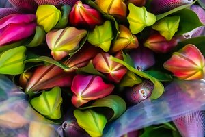 Colorful Flowers  by David Sussan (2026)
