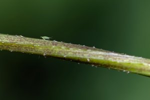 Aphid by Heather Nicole Cudworth