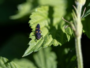 Ladybug Larva by Heather Nicole Cudworth
