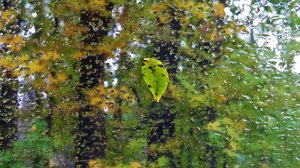 Leaf on My Windshield by Marcella MacLean
