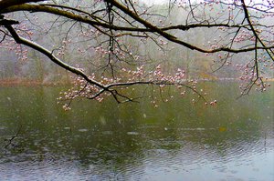 Spring Snow by Marcella MacLean