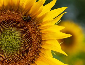 Sunflower with Bee by Elizabeth Waters (2025)