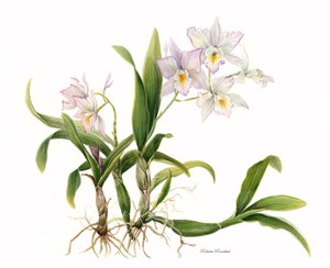 picotee orchid by Roberta Rosenthal Brownstone