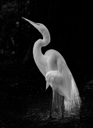 Egret Pondering by Jim Descher