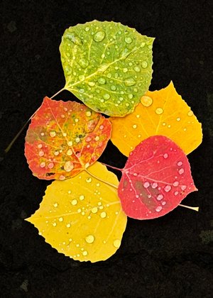Natures Jewels by Tessa English