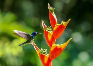 Hummingbird's Feast by Tessa English
