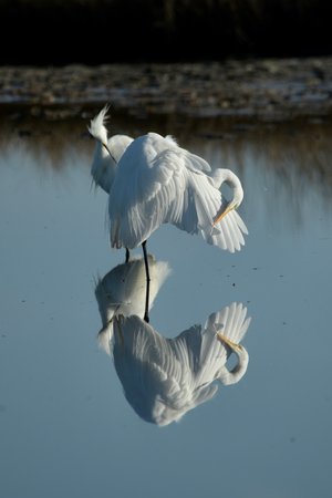Great egret  by Louise Weld (2026)