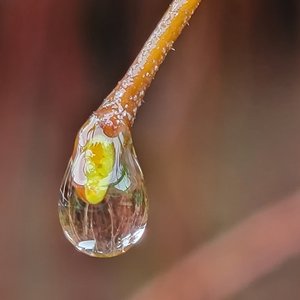 Marilyn_Saks-McMillion_Raindrop - A World Within by Marilyn Saks-McMillion