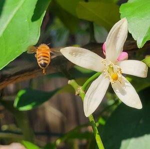 Marilyn_Saks-McMillion_Bee_Bye_Bye by Marilyn Saks-McMillion