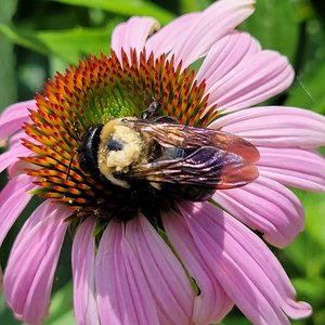 Marilyn_Saks-McMillion_Bumblebee_Marking_3_o'clock  by Marilyn Saks-McMillion