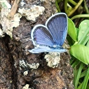 Marilyn_Saks-McMillion_Pale_Blue_Moth by Marilyn Saks-McMillion