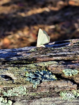 Marilyn_Saks-McMillion_Palest_Green_Moth by Marilyn Saks-McMillion