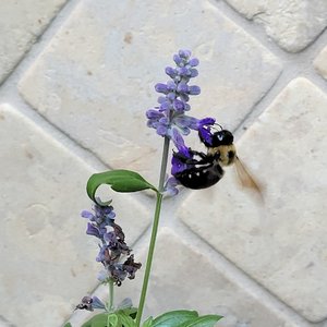 Mariyn_Saks-McMillion_Bumblebee_Balancing_Act by Marilyn Saks-McMillion