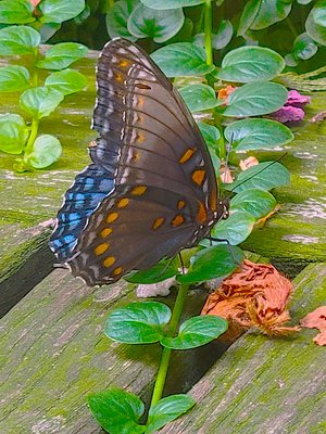 Marilyn_Saks-McMillion_Blue_Butterfly by Marilyn Saks-McMillion