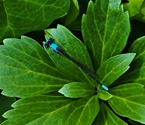 Marilyn_Saks-McMillion_Damselfly by Marilyn Saks-McMillion