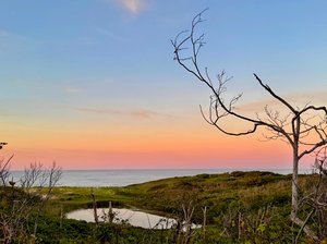 Last Stand, Wellfleet, June 2026 by Seth Pesek (2026)