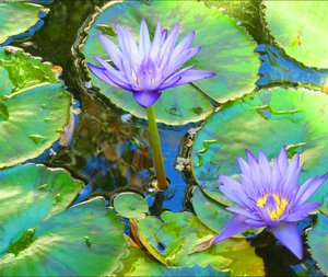 Lillies upon Pond by Alberta Walker