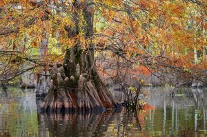 Cypress Knees by Mark Gromko