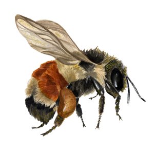 Tri-colored Bumblebee by Ren Slagel