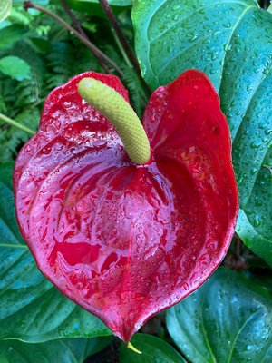 Flowers2 by Susan Renoe