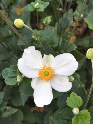 Flowers3 by Susan Renoe