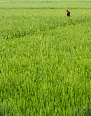 Field of Green by Calvin Abe