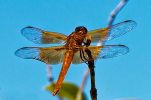 Flame Skinner Dragonfly by Heidi Fickinger