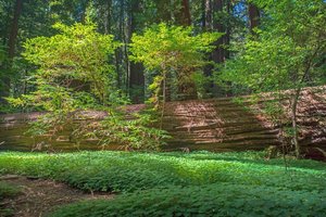 The Fallen 3 by Todd Damiano