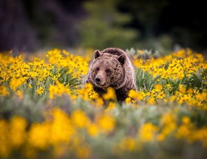 Grizzly in Arrowleaf by Tracy Houser (2017)