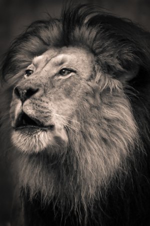 Laurenza - I Rule (1 of 1) by Paul Laurenza