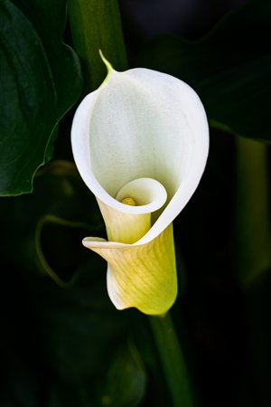 Laurenza - Calla Lily (1 of 1) by Paul Laurenza