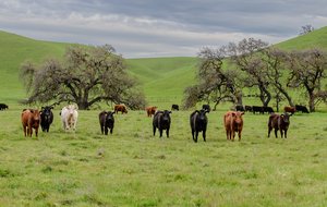 My Posse by Scott Capen (2026)