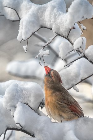 Morning Snack by Heidi Nunnally