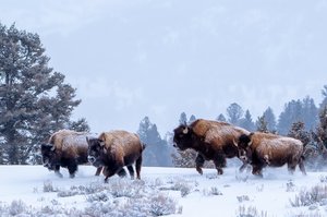 Thunder Remembered by Glenn Mai