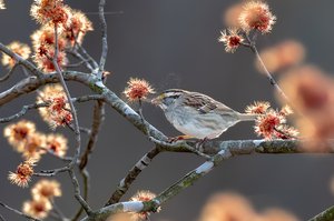 Dust & Song by Glenn Mai