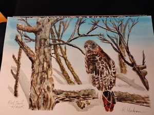 Red Tail Hawk  by Katherine Hutson (2026)