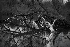 Dance of the Tree by Audrey Hamilton (2026)