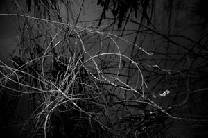 Tangled Swamp by Audrey Hamilton (2026)