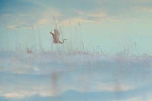 Morning by Audrey Hamilton (2026)