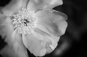 Peony by Audrey Hamilton (2026)