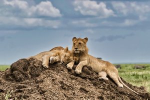 Peace on the Serengeti (for now) by Steve Mabry