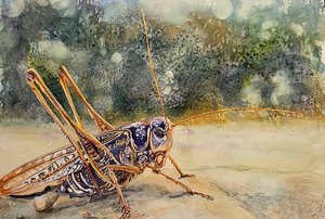 Spain Cricket by Stacey Diem