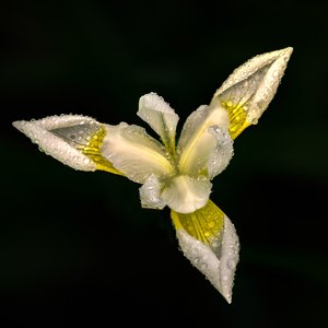 Iris in Rain by Dave Oakes (2025)