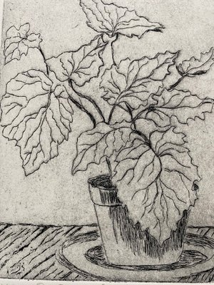 Rex Begonia Beauty by Ann Williams
