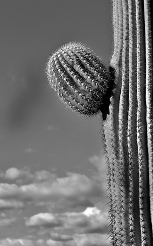 New Life by Charles Miller (2024)